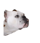 実家のクソ犬（個別スタンプ：1）