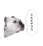 実家のクソ犬（個別スタンプ：2）