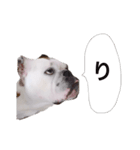 実家のクソ犬（個別スタンプ：3）