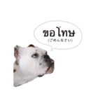 実家のクソ犬（個別スタンプ：4）