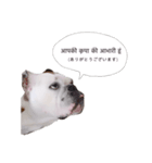 実家のクソ犬（個別スタンプ：5）