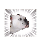 実家のクソ犬（個別スタンプ：8）