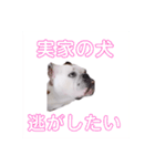 実家のクソ犬（個別スタンプ：9）