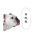 実家のクソ犬（個別スタンプ：10）