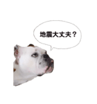 実家のクソ犬（個別スタンプ：13）