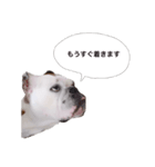 実家のクソ犬（個別スタンプ：14）