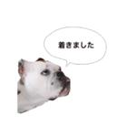 実家のクソ犬（個別スタンプ：15）