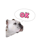 実家のクソ犬（個別スタンプ：16）