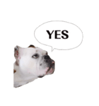 実家のクソ犬（個別スタンプ：17）