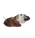 実家のクソ犬（個別スタンプ：19）