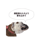 実家のクソ犬（個別スタンプ：20）