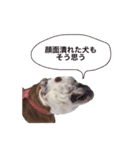 実家のクソ犬（個別スタンプ：21）