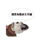 実家のクソ犬（個別スタンプ：22）