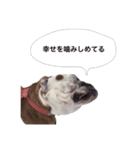実家のクソ犬（個別スタンプ：23）