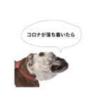 実家のクソ犬（個別スタンプ：24）