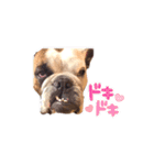実家のクソ犬（個別スタンプ：25）