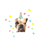 実家のクソ犬（個別スタンプ：28）