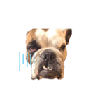 実家のクソ犬（個別スタンプ：30）