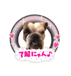 実家のクソ犬（個別スタンプ：31）