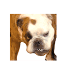実家のクソ犬（個別スタンプ：32）