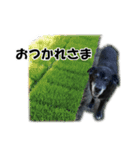 やっくんとちび（個別スタンプ：8）