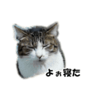 やっくんとちび（個別スタンプ：13）