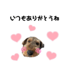 ウェルシュテリア ♡ジェリーさんの1日(21)（個別スタンプ：9）