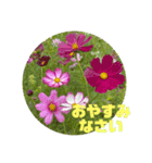 ゆきちゃん宅スタンプ3（個別スタンプ：24）