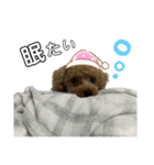トイプードルのレオ★（個別スタンプ：1）