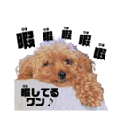 トイプードルのレオ★（個別スタンプ：5）