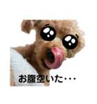 トイプードルのレオ★（個別スタンプ：6）