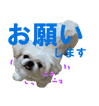 愛犬のニコです（個別スタンプ：19）