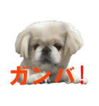 愛犬のニコです（個別スタンプ：27）