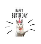 ねこ ねこ ねこ 2（個別スタンプ：1）