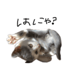 ねこ ねこ ねこ 2（個別スタンプ：3）