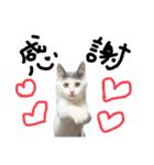 ねこ ねこ ねこ 2（個別スタンプ：4）