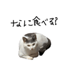 ねこ ねこ ねこ 2（個別スタンプ：5）