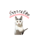 ねこ ねこ ねこ 2（個別スタンプ：6）