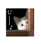ねこ ねこ ねこ 2（個別スタンプ：7）