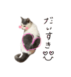 ねこ ねこ ねこ 2（個別スタンプ：8）