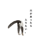 ねこ ねこ ねこ 2（個別スタンプ：11）