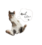 ねこ ねこ ねこ 2（個別スタンプ：12）