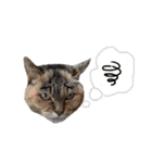 ねこ ねこ ねこ 2（個別スタンプ：13）