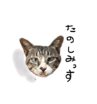 ねこ ねこ ねこ 2（個別スタンプ：14）