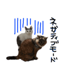 ねこ ねこ ねこ 2（個別スタンプ：15）