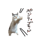 ねこ ねこ ねこ 2（個別スタンプ：16）