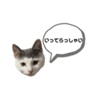 ねこ ねこ ねこ 2（個別スタンプ：17）