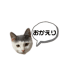 ねこ ねこ ねこ 2（個別スタンプ：18）