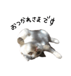 ねこ ねこ ねこ 2（個別スタンプ：19）