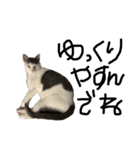 ねこ ねこ ねこ 2（個別スタンプ：20）